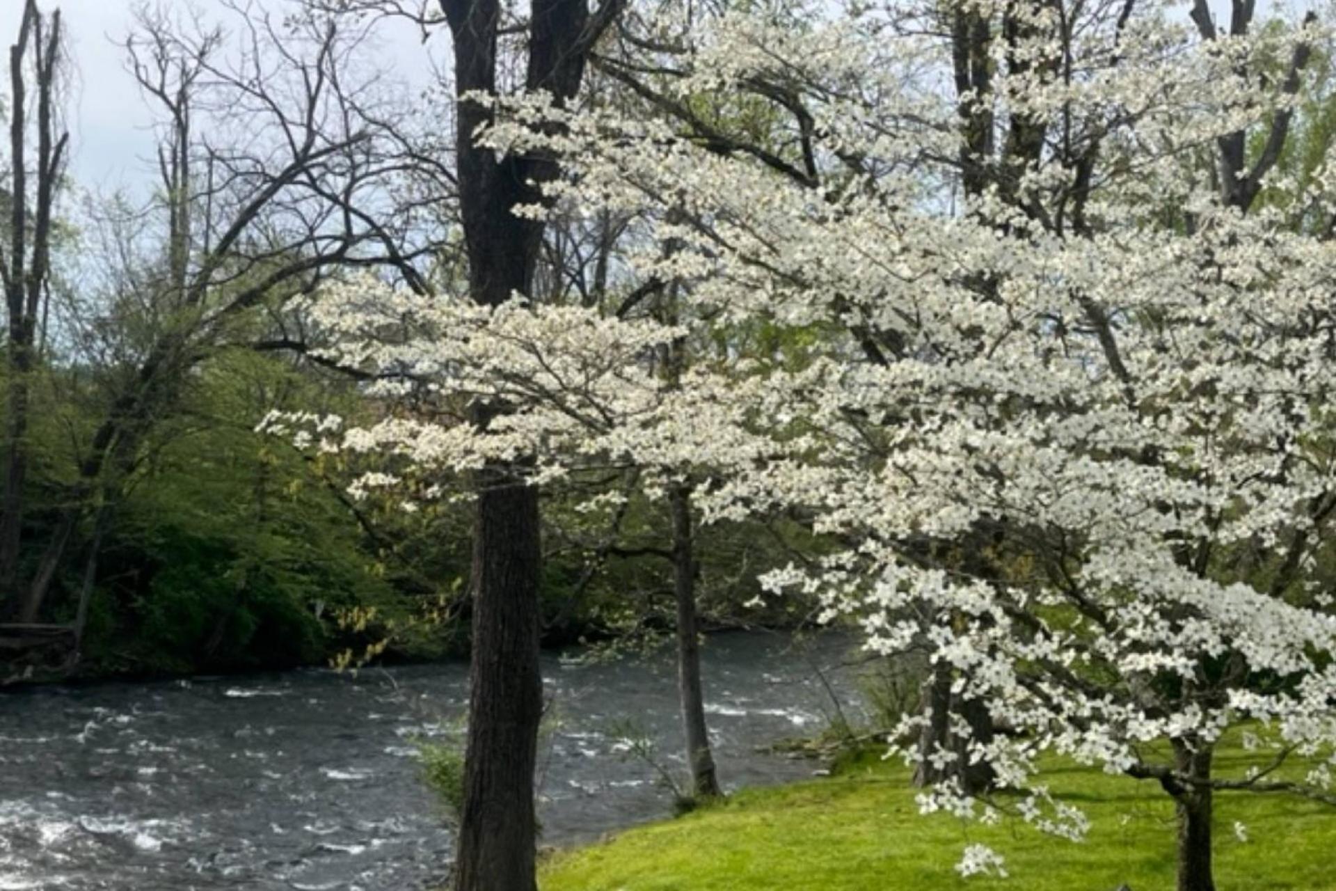 Mill Stream Cottage Pigeon Forge Luaran gambar